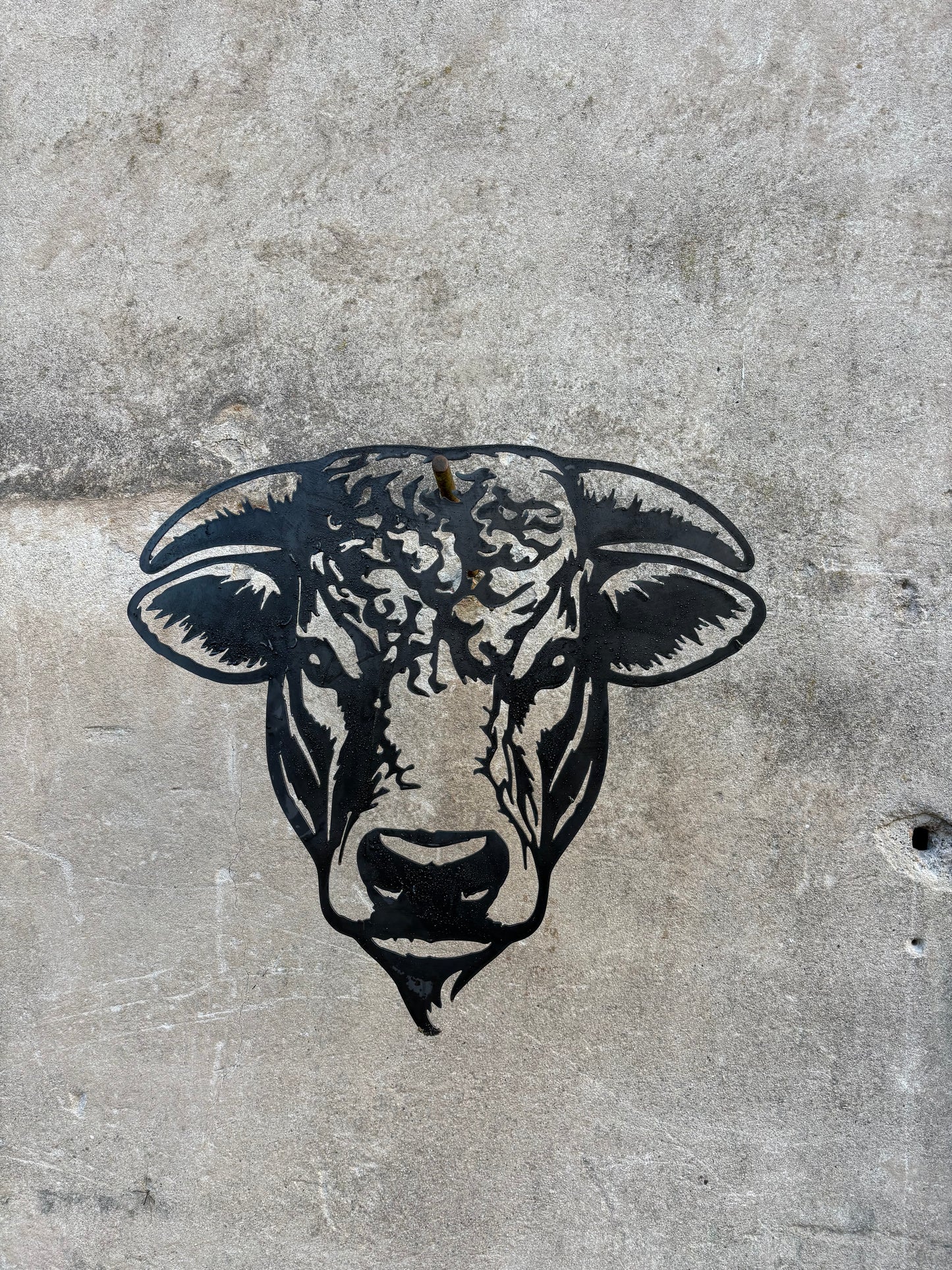 Tête charolais